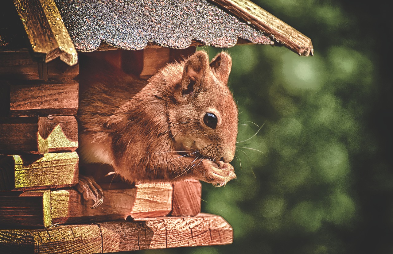 squirrel  cute  animal free photo