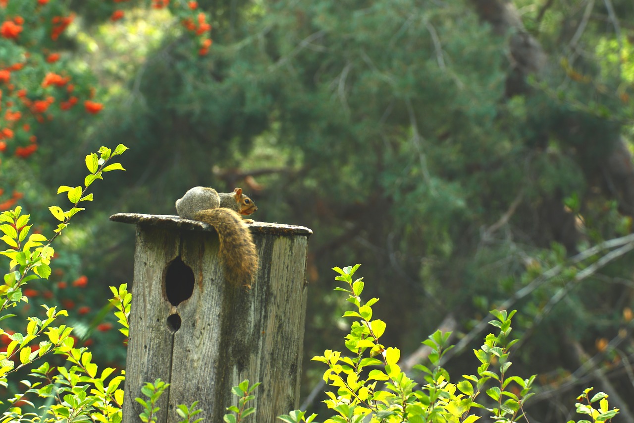 squirrel  bird house  nature free photo