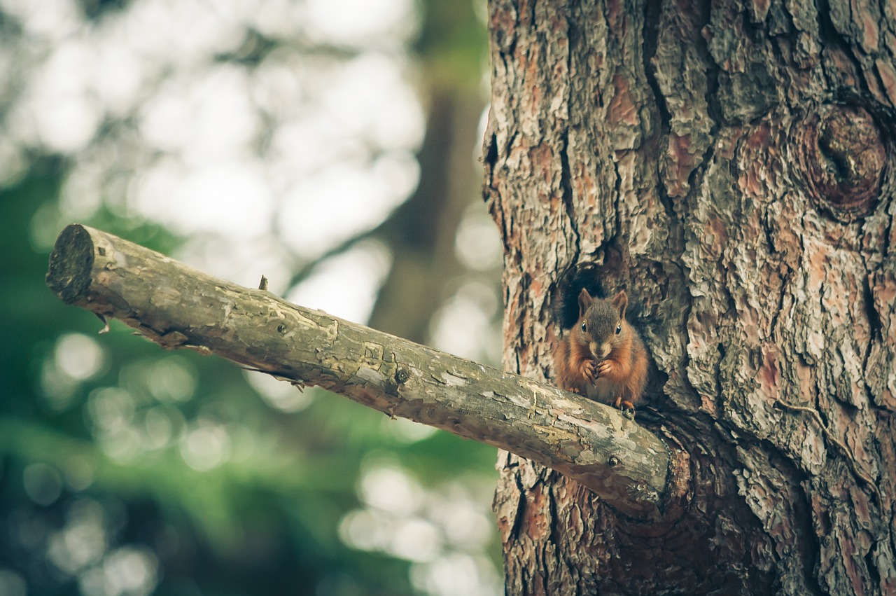 squirrel  nature  forest free photo