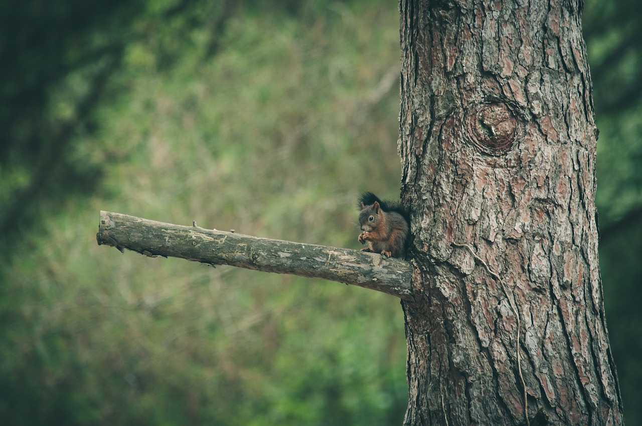 squirrel  nature  forest free photo