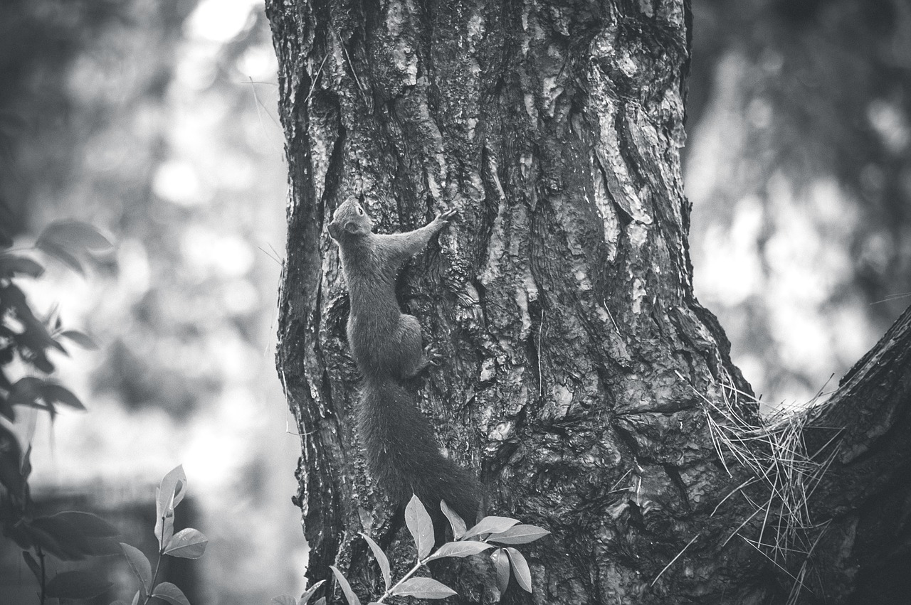 squirrel  forest  nature free photo