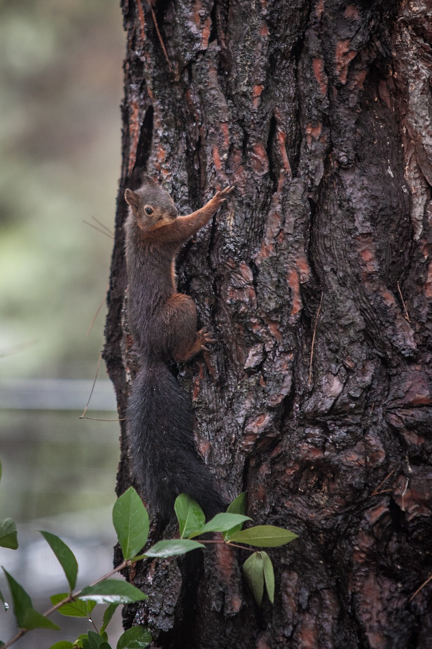 squirrel  forest  nature free photo