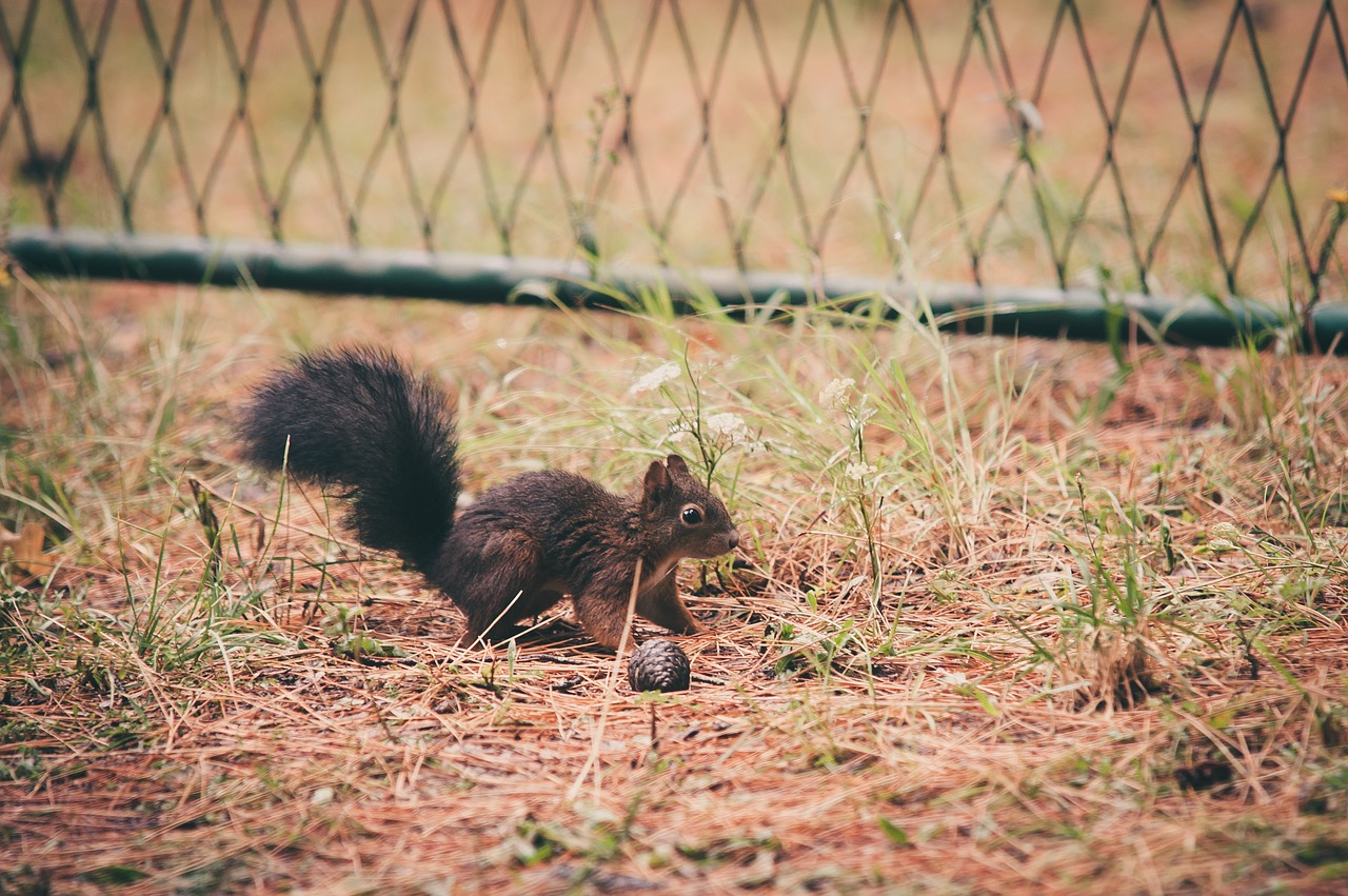 squirrel  forest  nature free photo