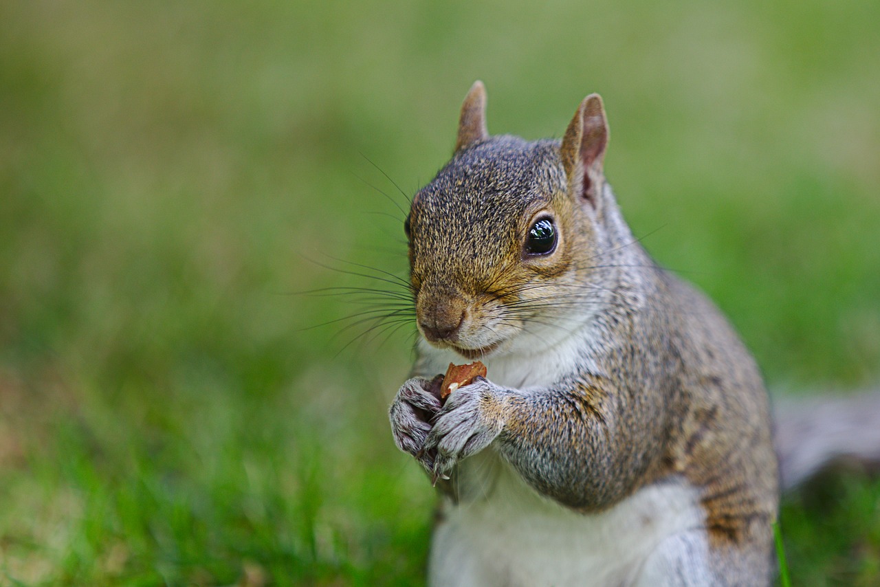 squirrel  nut  nager free photo