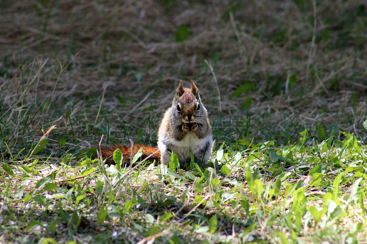 squirrel  eating  nuts free photo