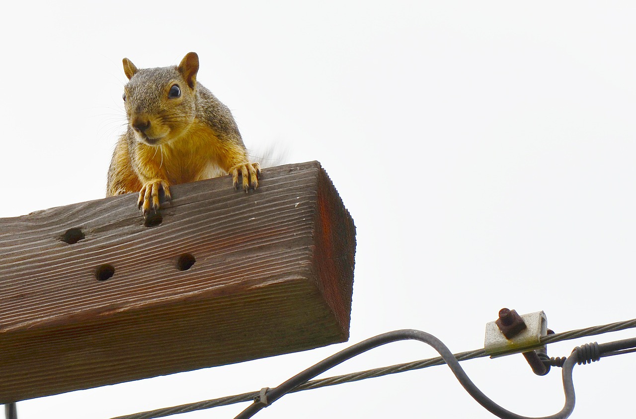 squirrel gold curious free photo