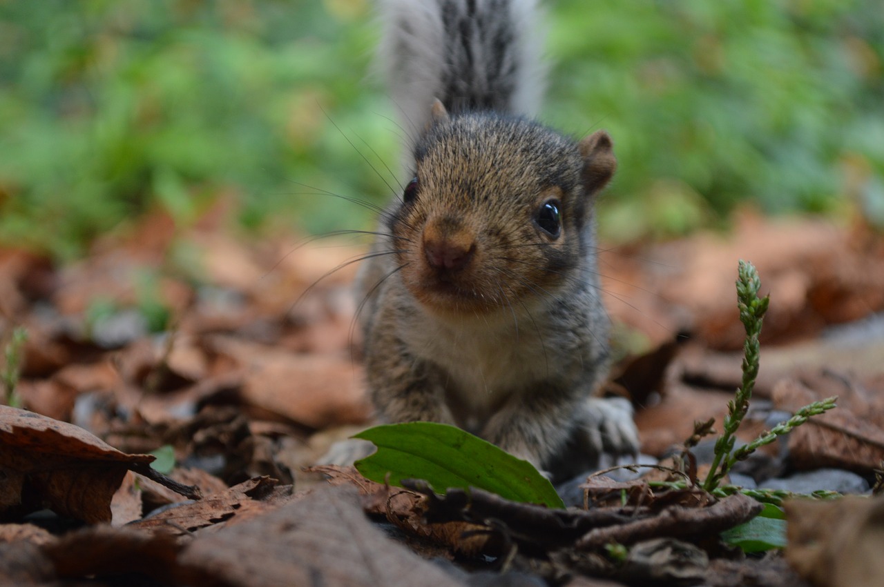 squirrel  nature  animal free photo