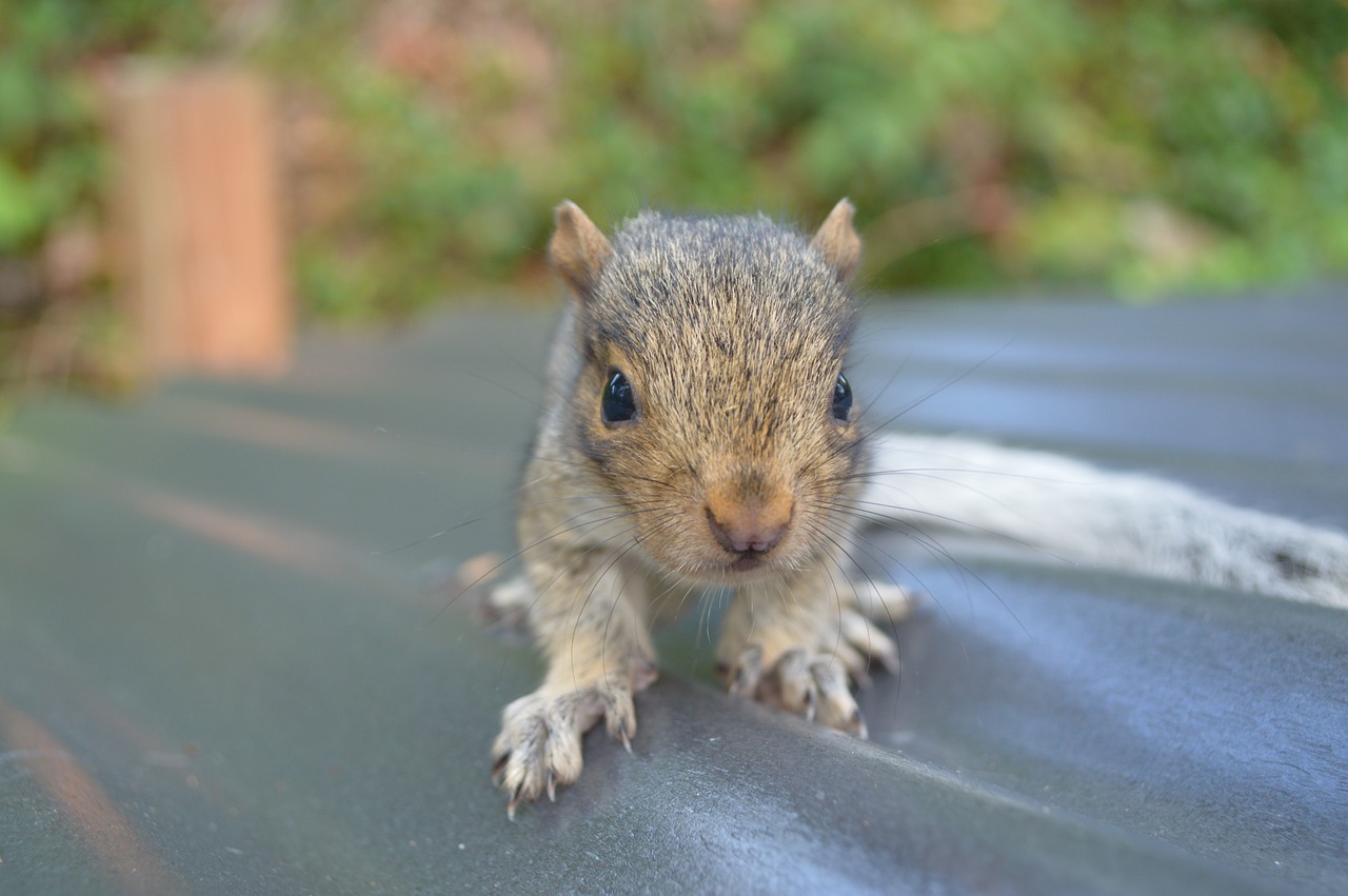 squirrel  nature  animal free photo