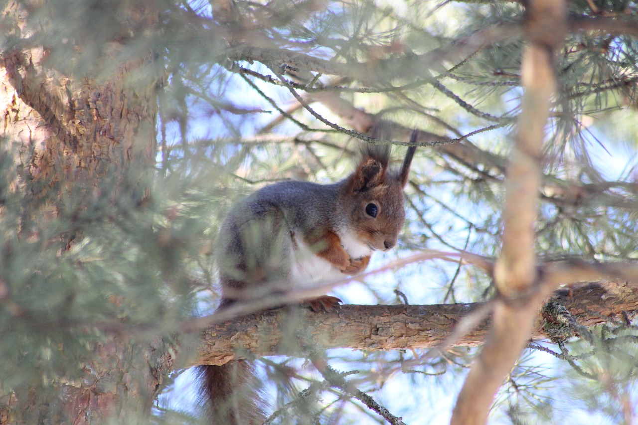 squirrel  tree  pine free photo