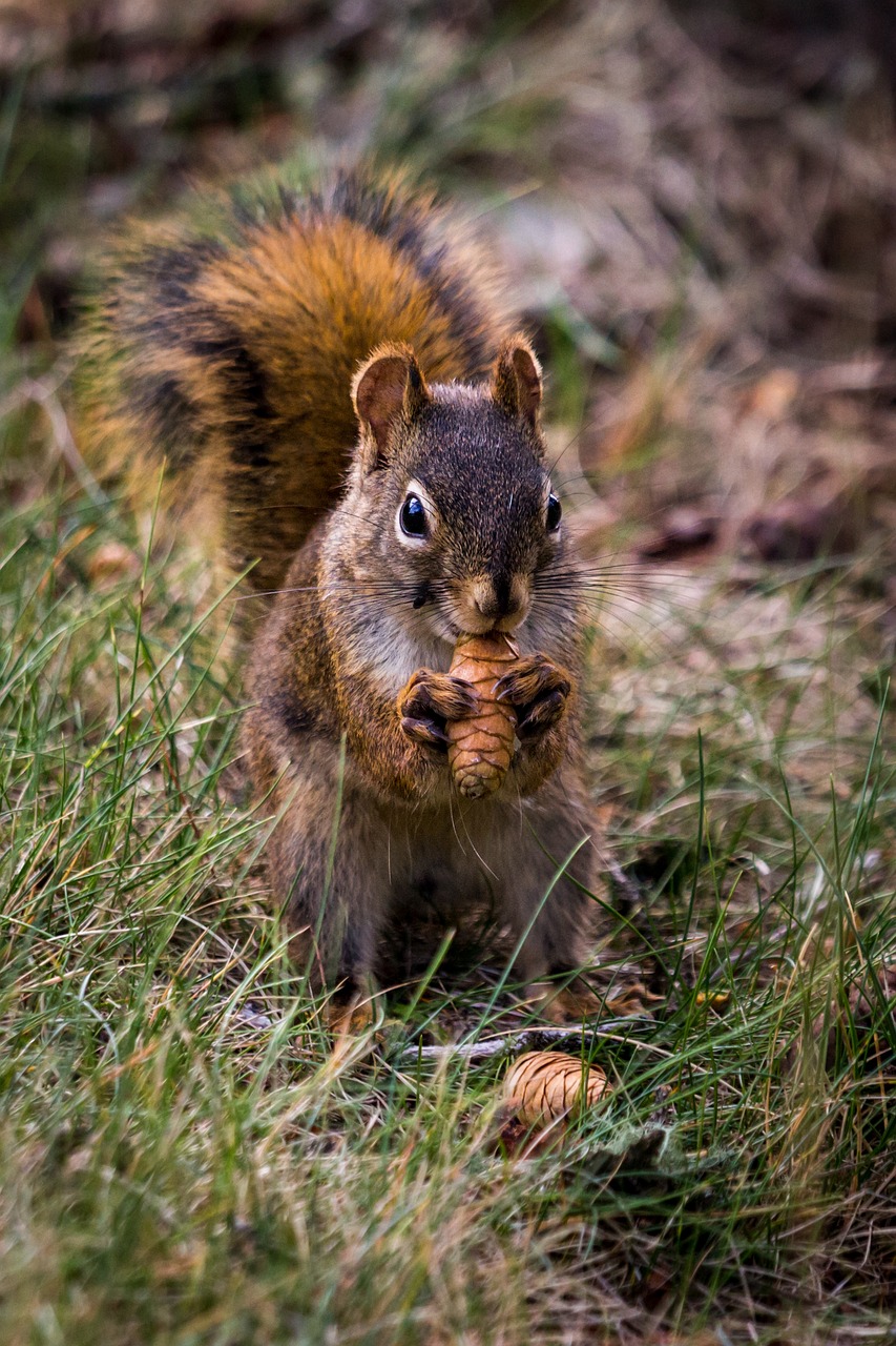 squirrel  rodent  animal free photo