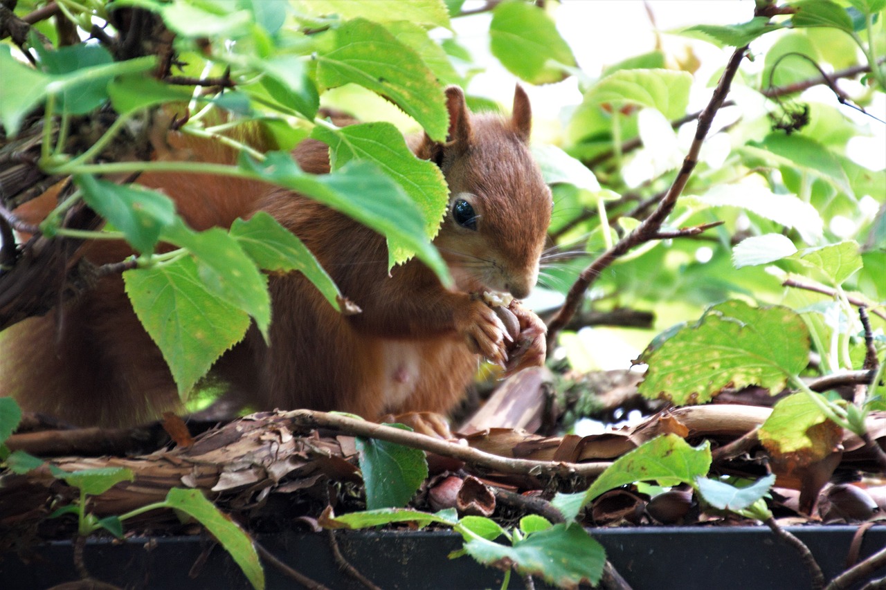 squirrel  leaves  nature free photo