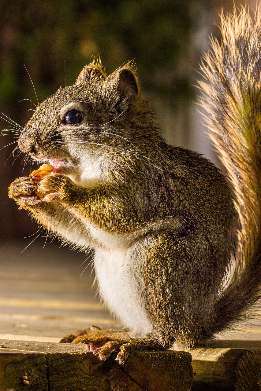 Squirrel, eating, nature, brown, nut - free image from 