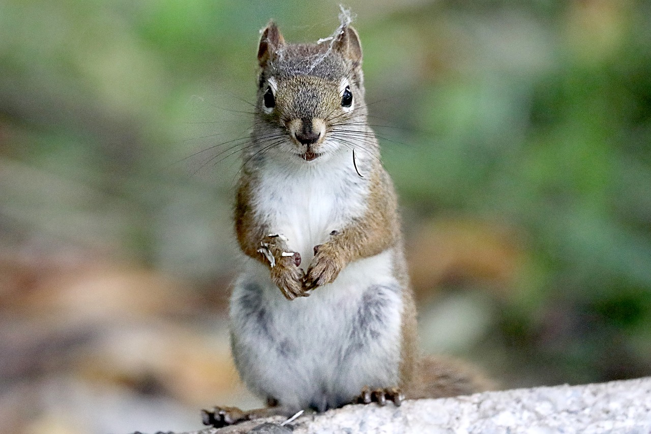 squirrel  cute  nature free photo