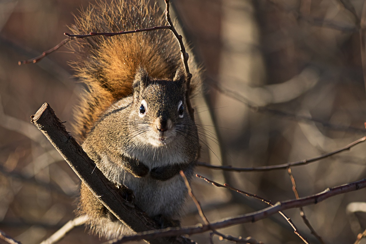 squirrel  cute  nature free photo