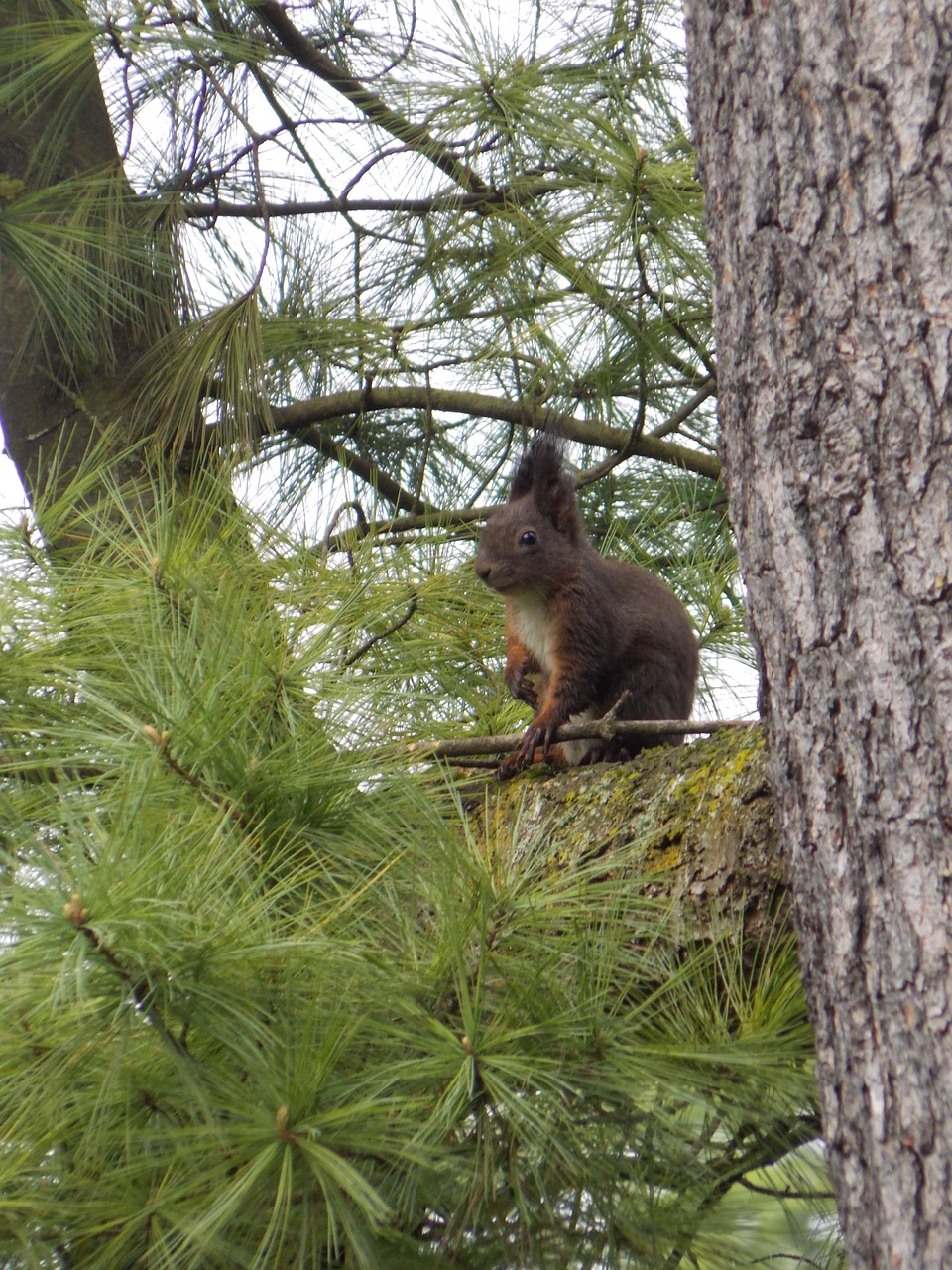 squirrel  nature  park free photo