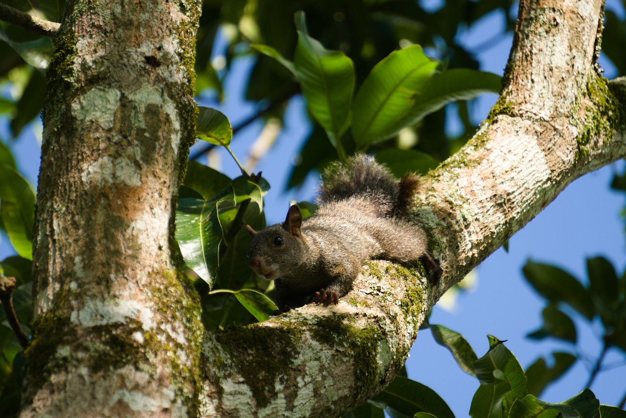 squirrel  tree  leaves free photo