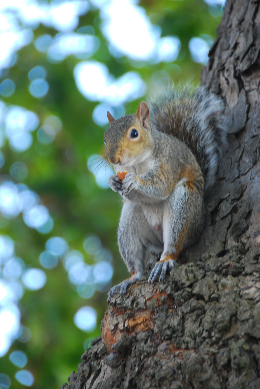 squirrel  tree  rodent free photo