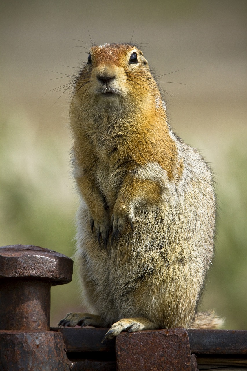 squirrel  wildlife  nature free photo