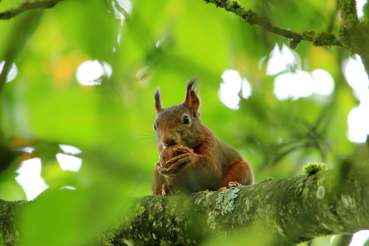 squirrel  eat  walnut free photo