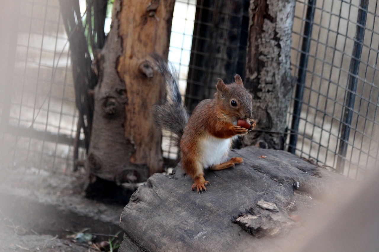 squirrel  young  one free photo