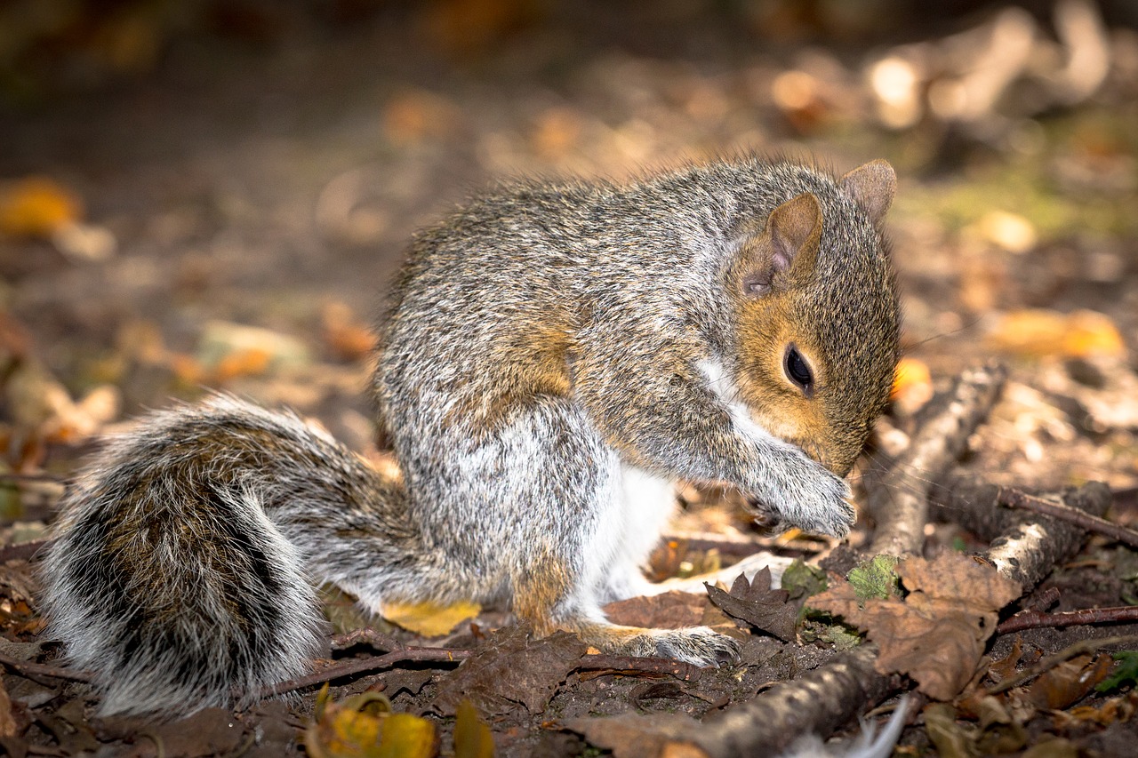 squirrel  farm  nature free photo