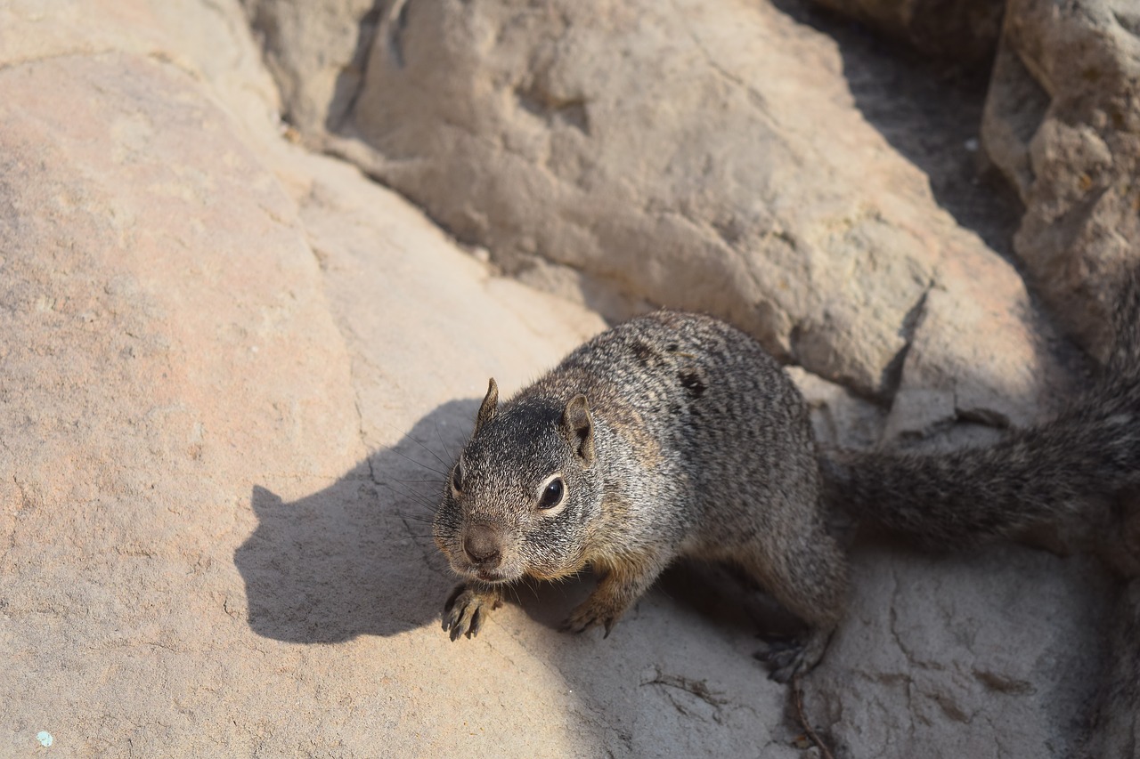 squirrel  animal  rodent free photo