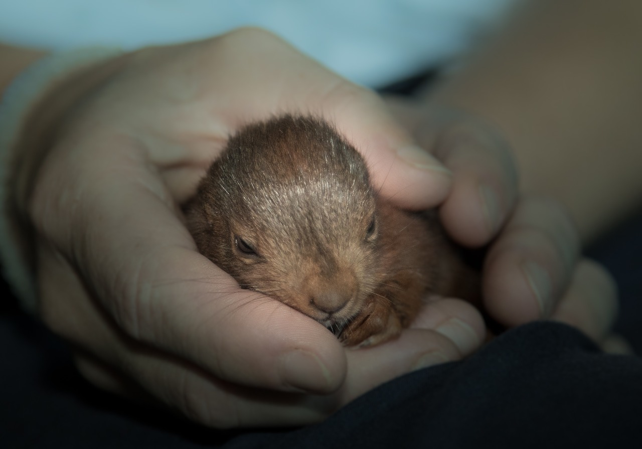 squirrel  rodent  animal free photo