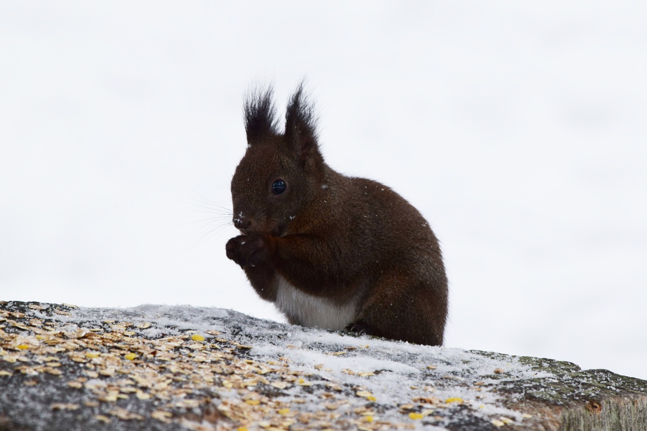 squirrel  eat  switzerland free photo