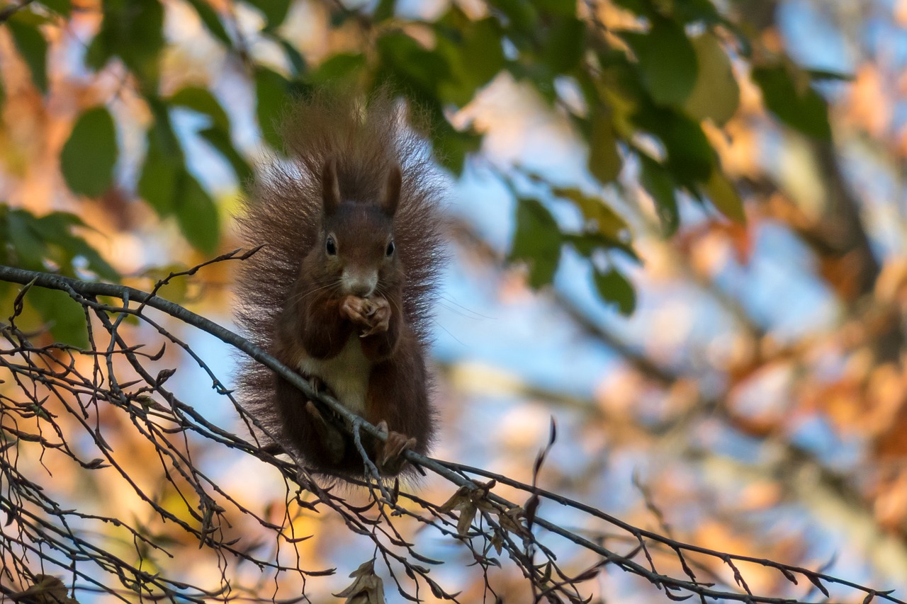 squirrel  eat  sit free photo