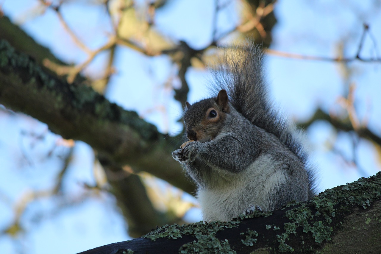 squirrel  animal  wildlife free photo