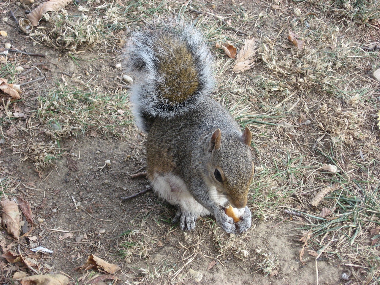 squirrel rodent animal free photo