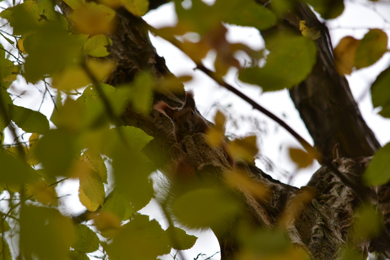 squirrel  crown  kuckkuck free photo