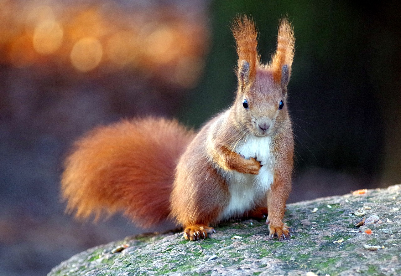 squirrel  fur  nager free photo