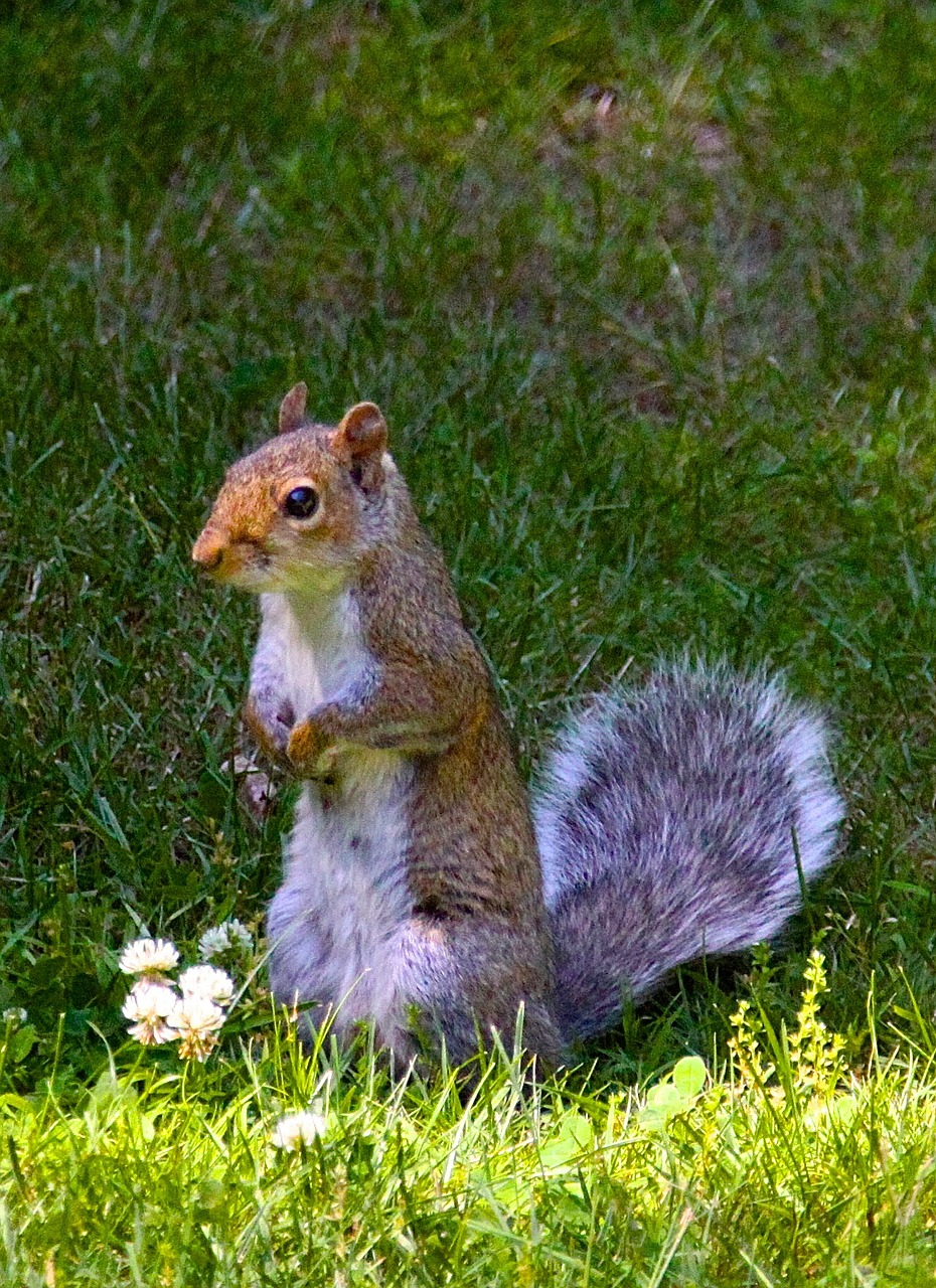 squirrel rodent animal free photo