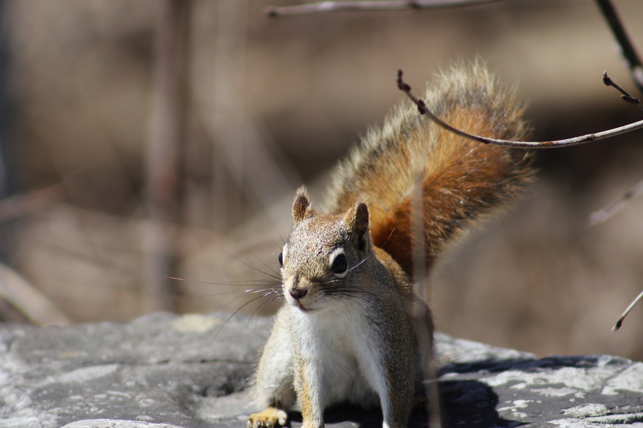 squirrel animal wild free photo