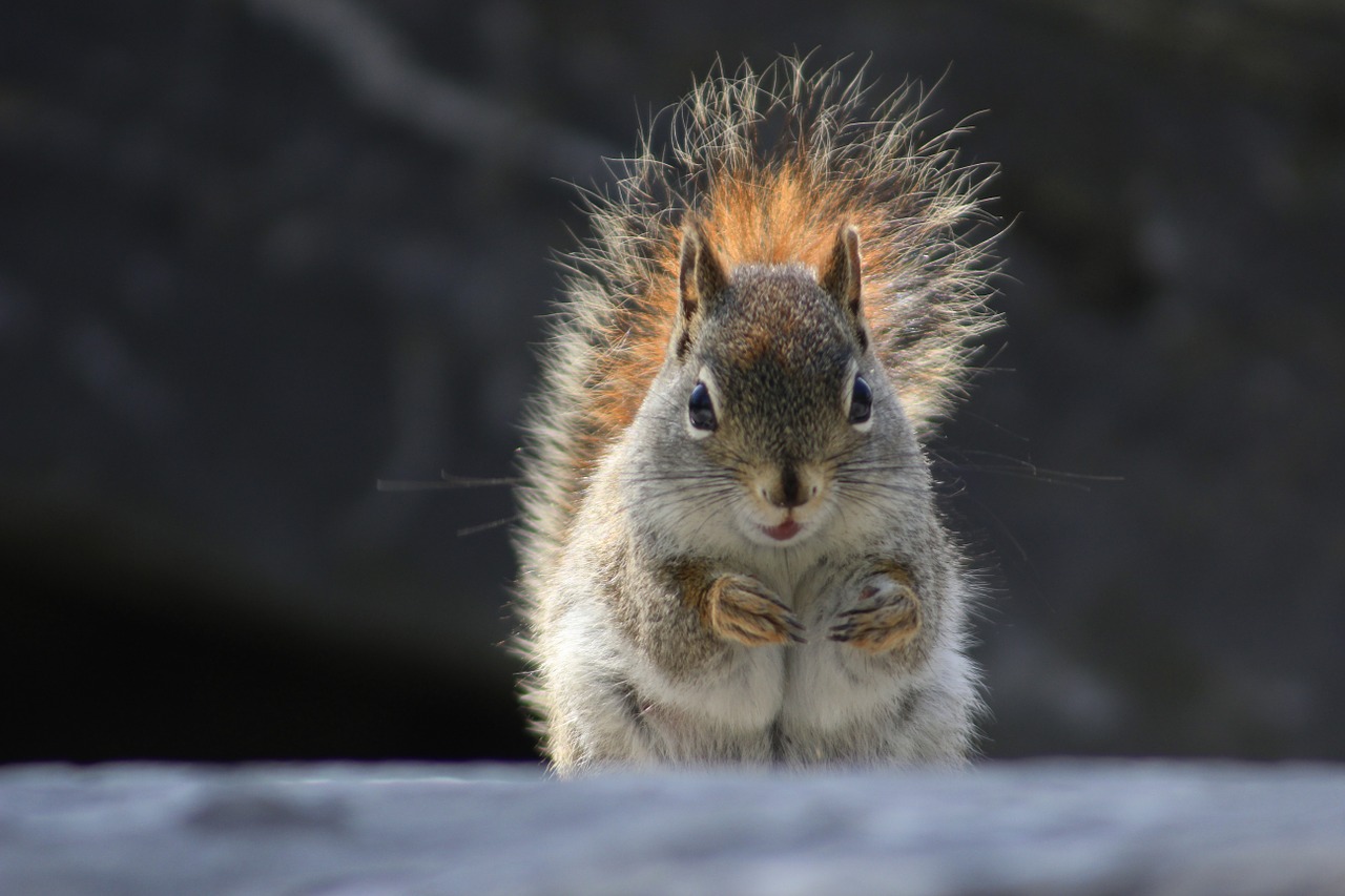 squirrel animal nature free photo