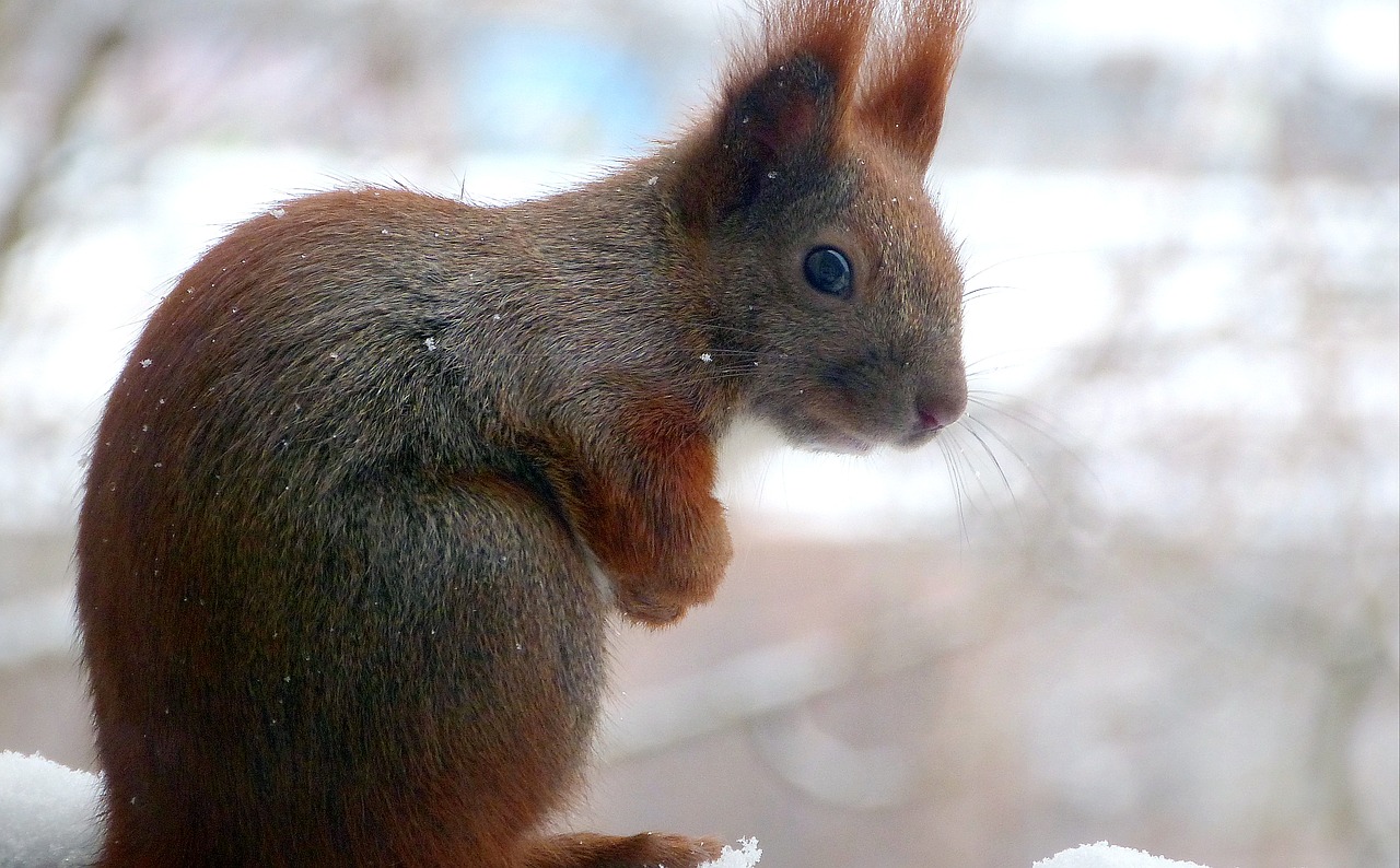 squirrel  forest  park free photo