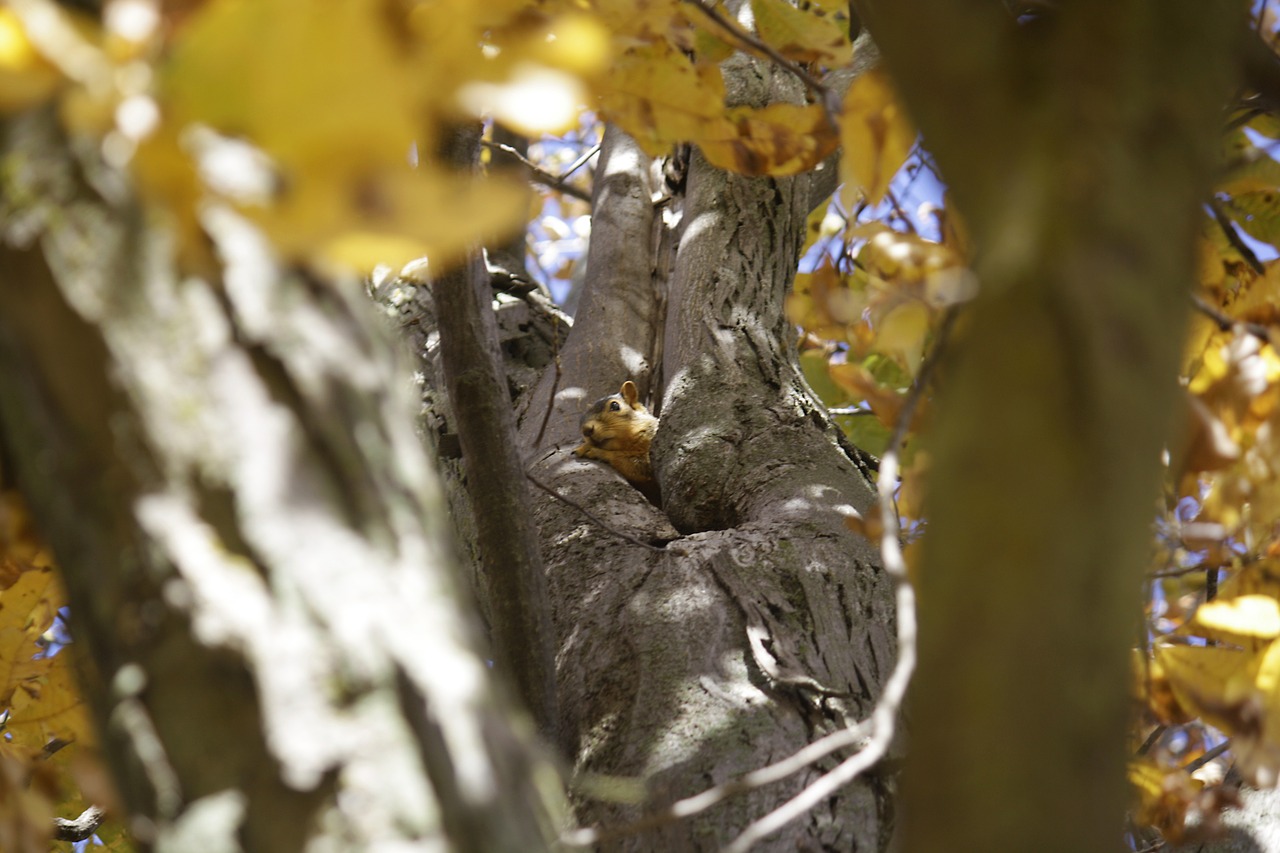 squirrel tree fall free photo