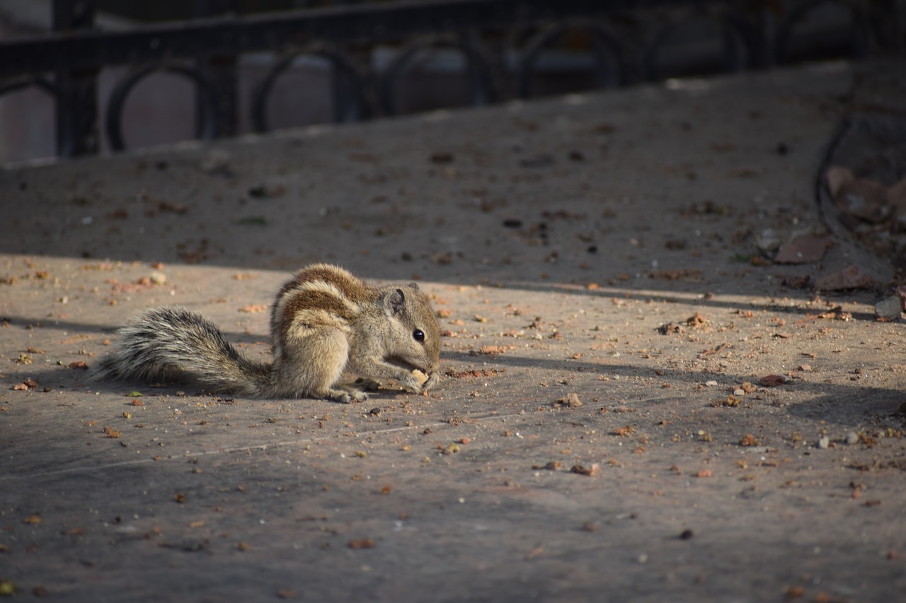 squirrel  nature  eat free photo