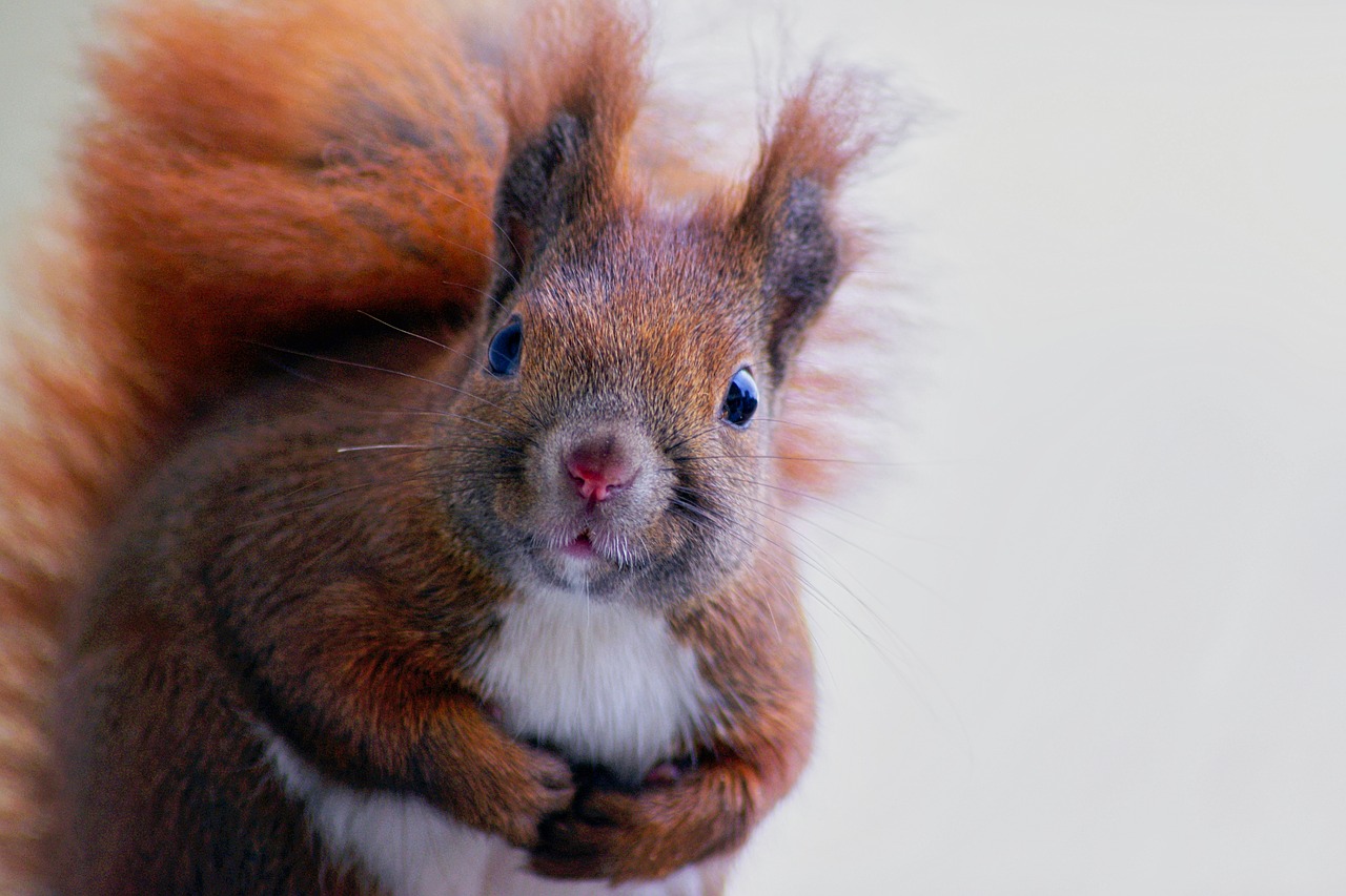 squirrel  fur  cute free photo