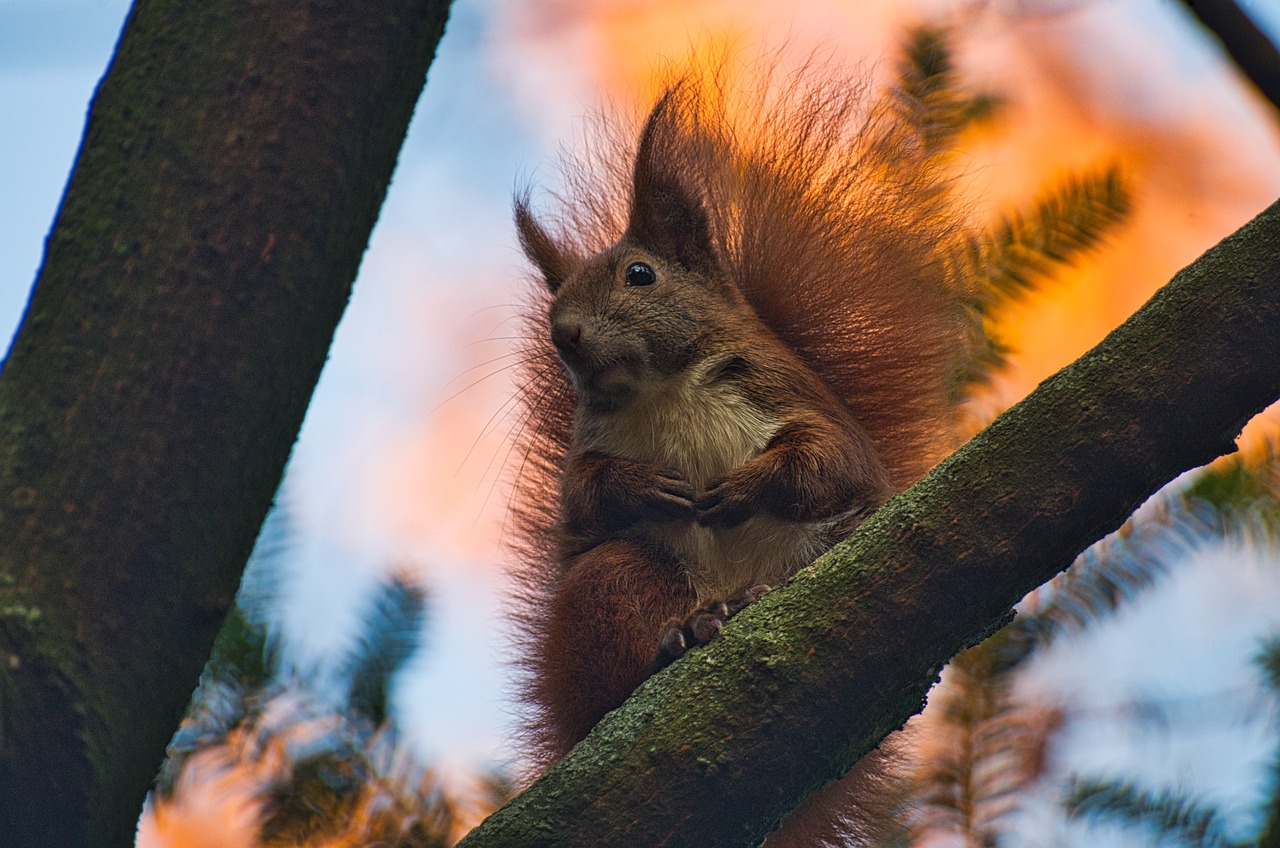 squirrel  forest  nager free photo