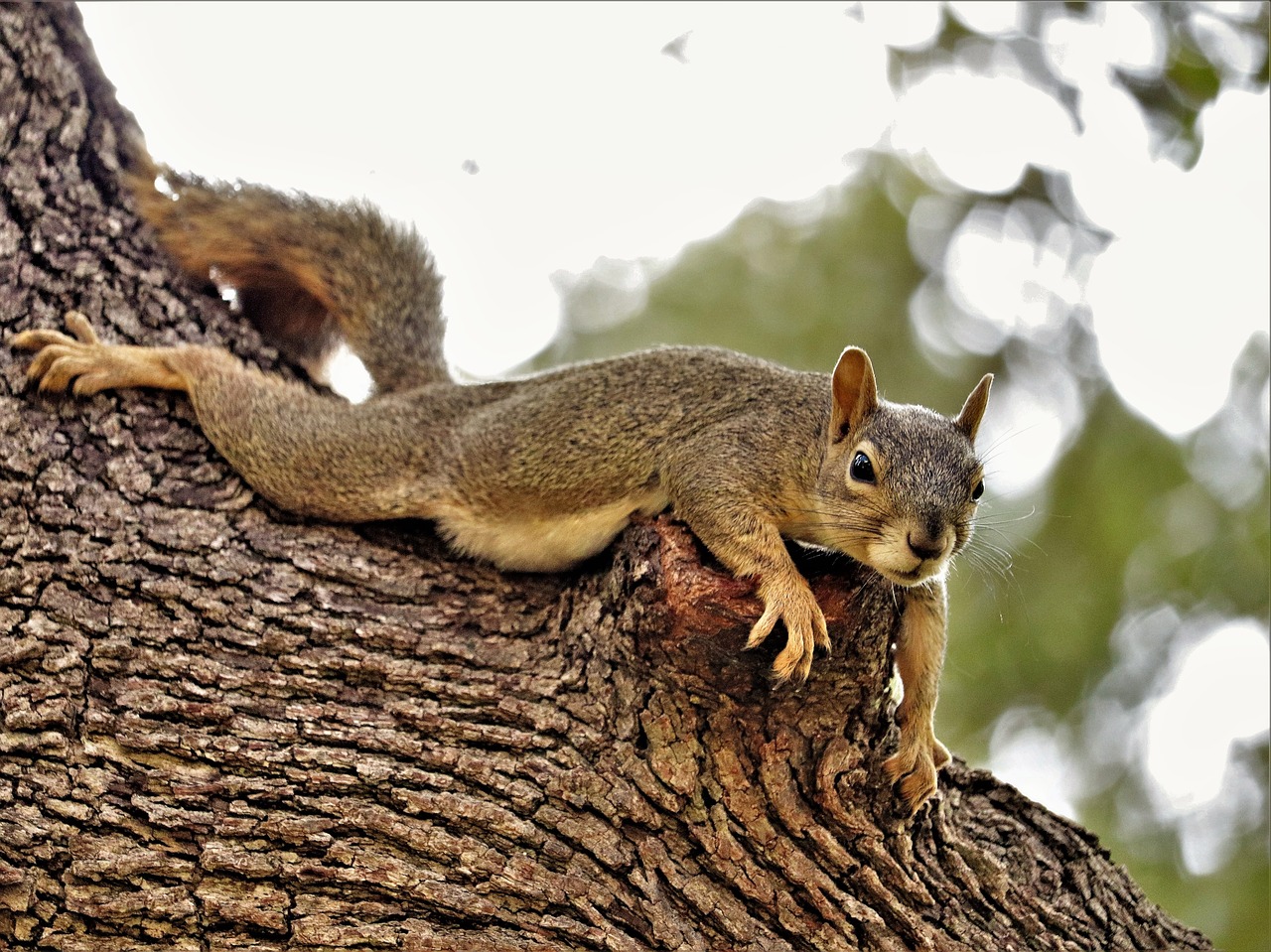 squirrel  brown  tree free photo