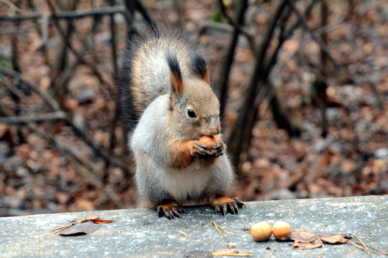 squirrel  nibbles  nuts free photo
