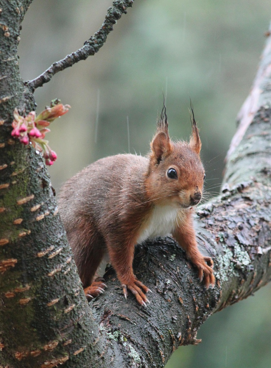 squirrel rodent nager free photo