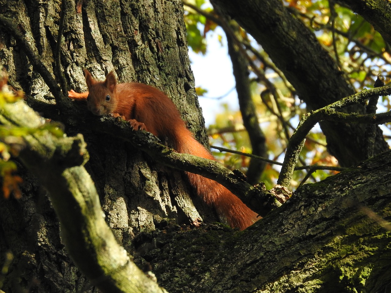 squirrel  nature  tree free photo