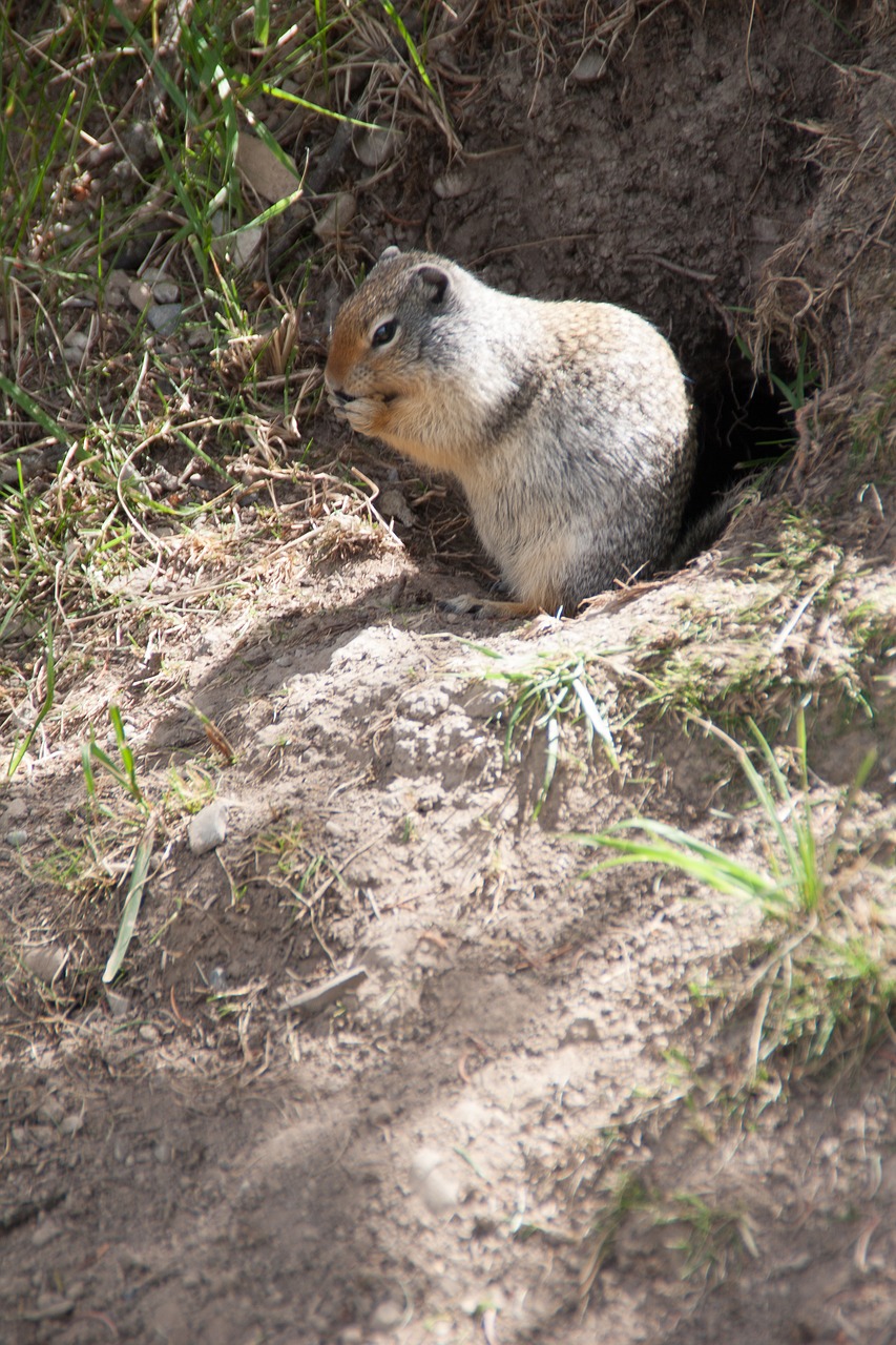 squirrel  nature  animal free photo