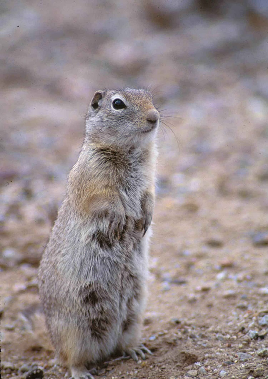 squirrel ground animals free photo