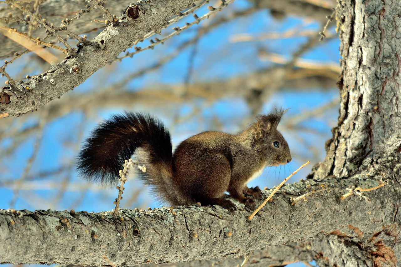 squirrel  nature  animals free photo