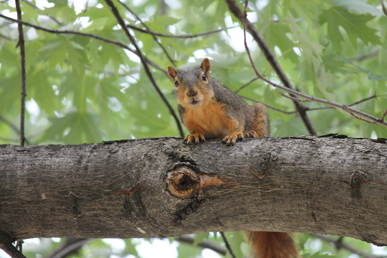 squirrel rodent tree free photo