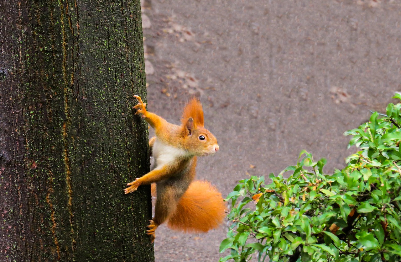 squirrel  animal  rodent free photo